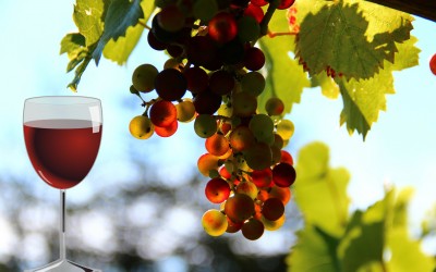 WEIN- & KULTURREISE – SPEZIAL